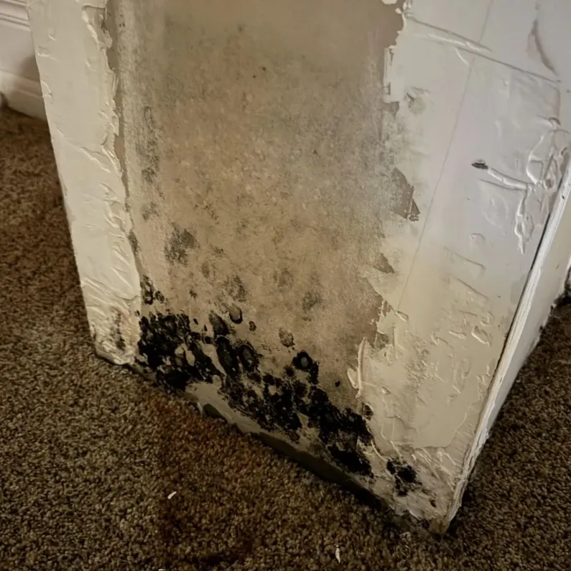 Professional Mold Removal in Irvington, NJ